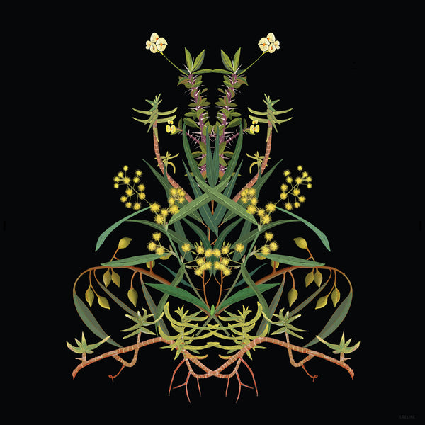 Joanna Brown - Laeline Design Studios - Various Card Stock - Western Australian Native Plants (m/jbr001)