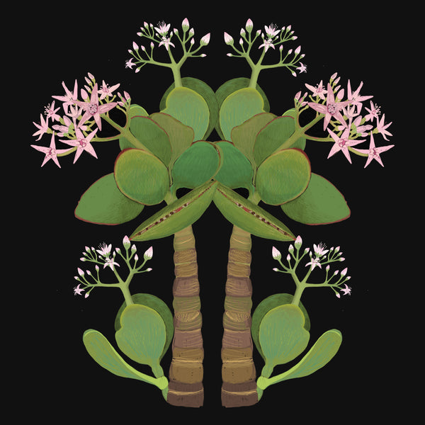 Joanna Brown - Laeline Design Studios - Various Card Stock - Western Australian Native Plants (m/jbr001)