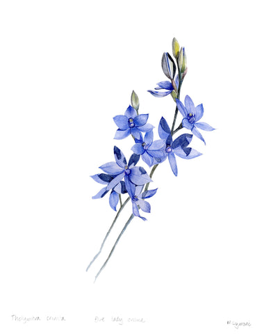 Michelle Dujmovic - 'Blue Lady Orchid' Original, Watercolour on Arches Aquarelle paper (mdu005)
