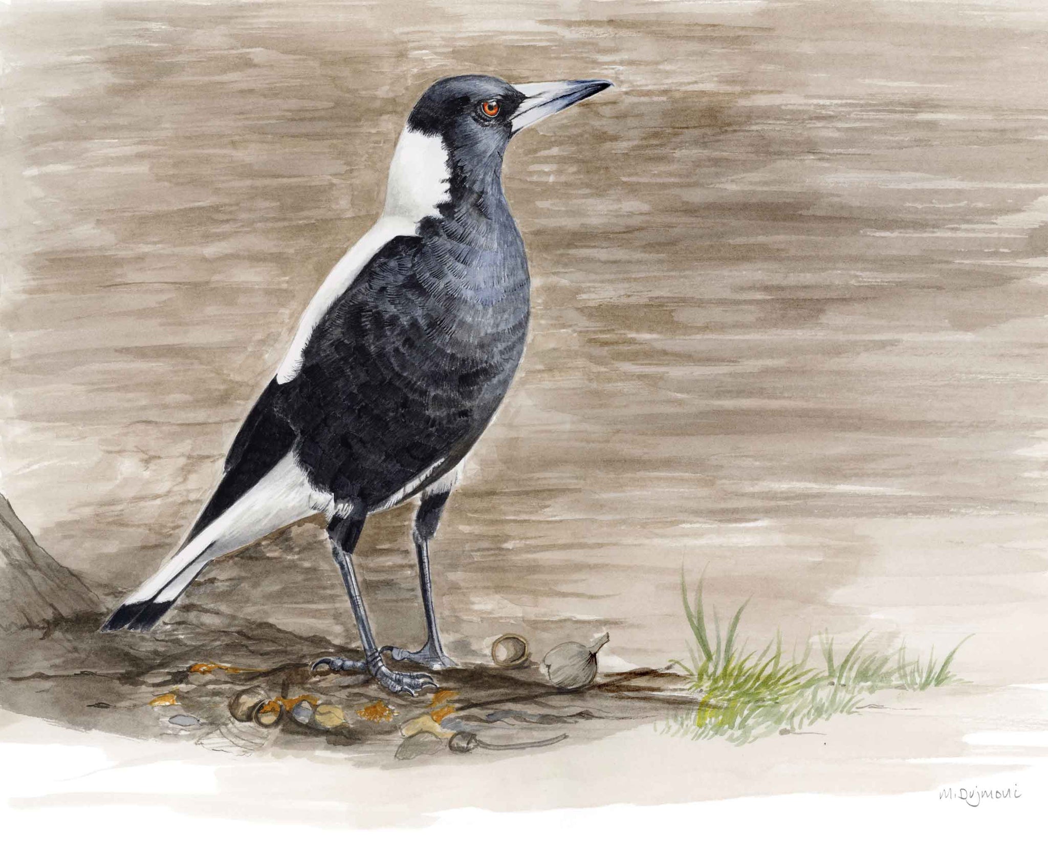 Michelle Dujmovic - 'Australian Magpie in the Park' Original, Watercolour on Arches Aquarelle paper (mdu007)