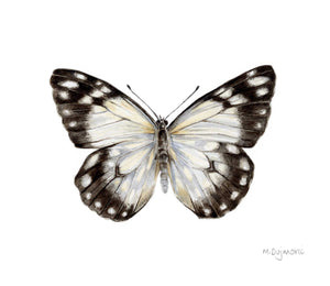 Michelle Dujmovic - 'Caper White Butterfly' Original, Watercolour on Arches Aquarelle paper (mdu009)