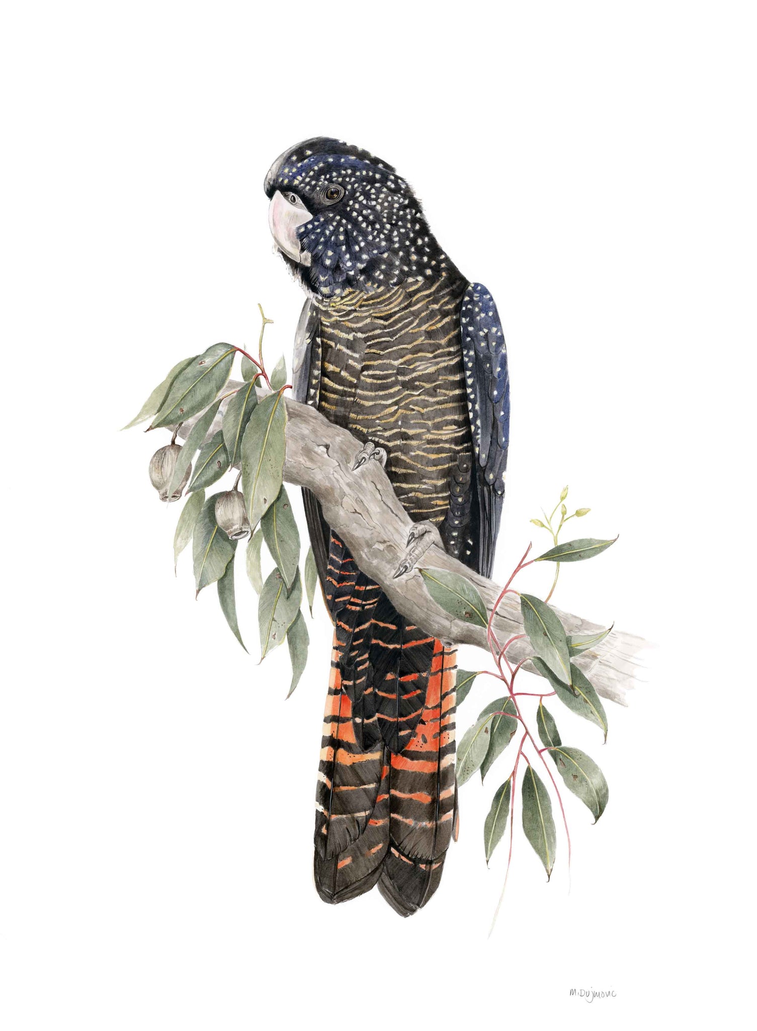 Michelle Dujmovic - 'Female Forest Red-Tailed Black Cockatoo' Original, Watercolour on Arches Aquarelle paper (mdu006)