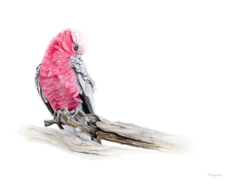 Michelle Dujmovic - 'Preening-Galah.' Original, Watercolour on Arches Aquarelle paper (mdu011)