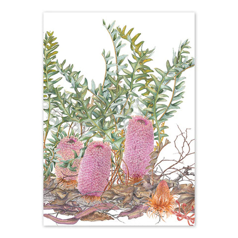 studio Nikulinsky - 'Banksia Blechnifolia' Rectangle Card A6 (m/anik43)