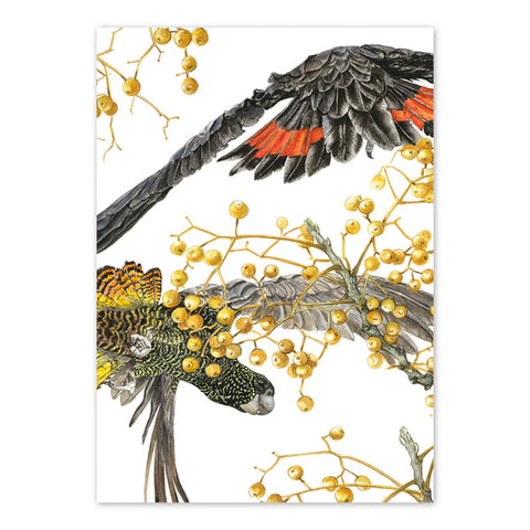 studio Nikulinsky - 'Red tailed Black Cockatoo' Rectangle Card A6 (m/anik45)