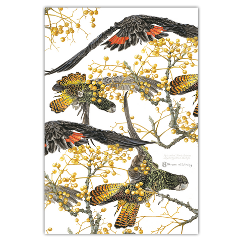 studio Nikulinsky - 'Red tailed Black Cockatoo' Tea Towel (m/anik51)