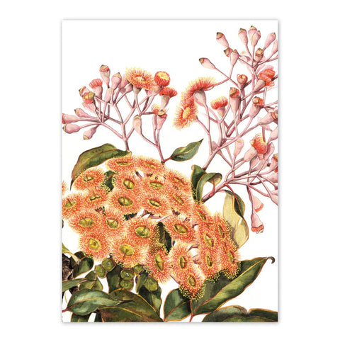 studio Nikulinsky - 'Red Flowering Gum' Rectangle Card A6 (m/anik14)