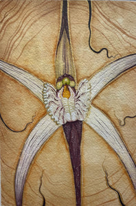 Yabini Kickett - 'Cara Orchid' Gouache on Paper (yki001)