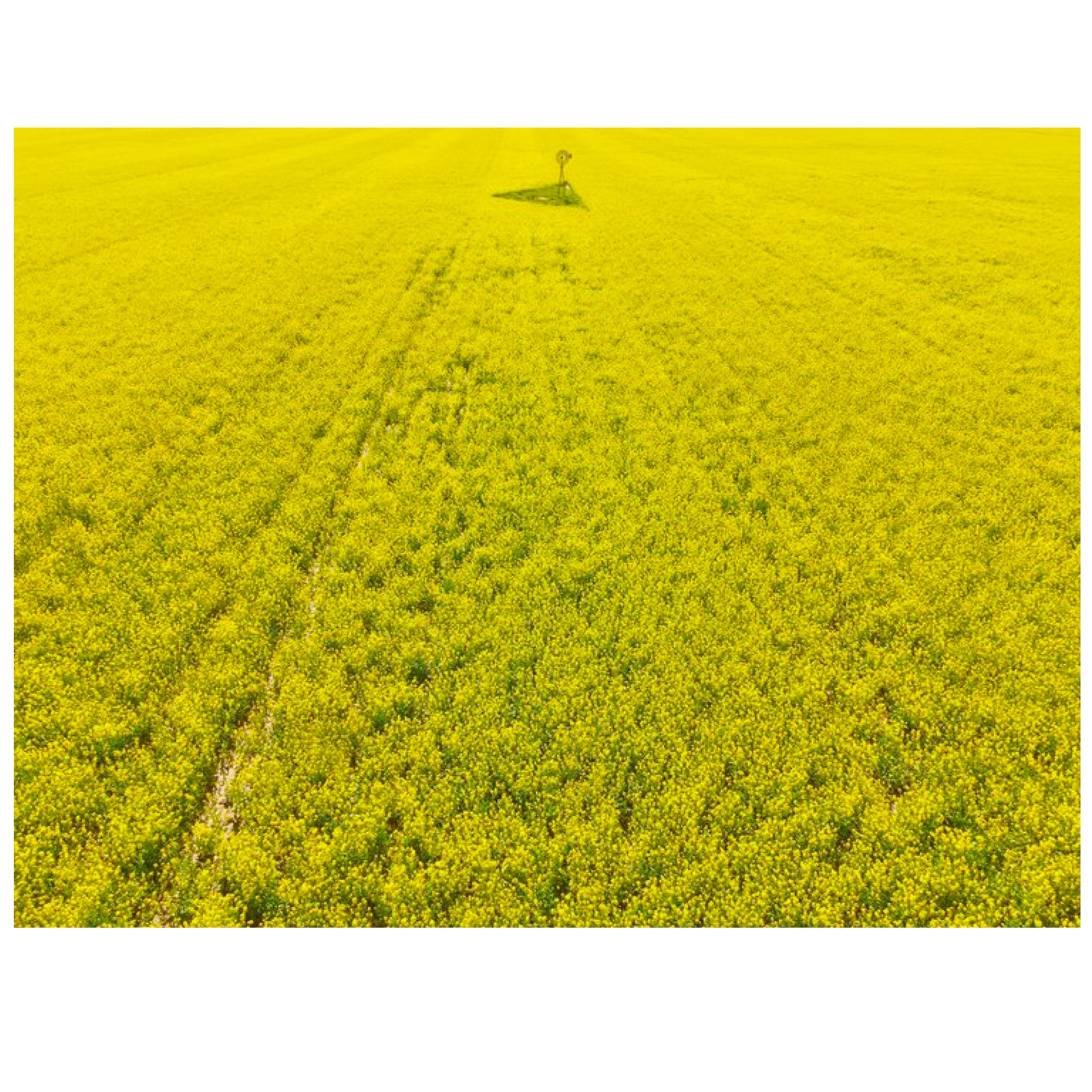 Julie Kenny - 'Golden Canola' Mounted Print A3 in 40 x 50 cm Window (jken025)