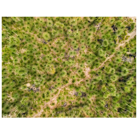 Julie Kenny - 'Xanthorrhoea Fields' Mounted Print A3 in 40 x 50 cm Window (jken028)