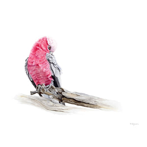 Michelle Dujmovic - 'Preening-Galah.' Original, Watercolour on Arches Aquarelle paper (mdu011)