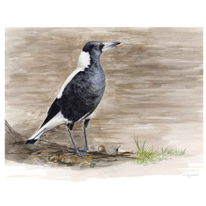 Michelle Dujmovic - 'Australian Magpie in the Park' Original, Watercolour on Arches Aquarelle paper (mdu007)