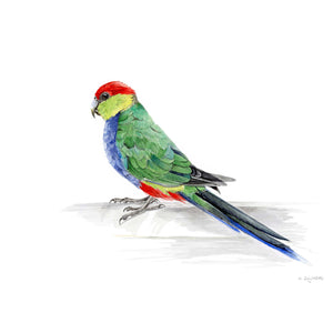 Michelle Dujmovic - 'Red-capped Parrot at the Birdbath' Original, Watercolour on Arches Aquarelle paper (mdu008)